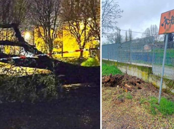 Un altro albero ad alto fusto crolla nel parcheggio di via Alfieri a San Mauro